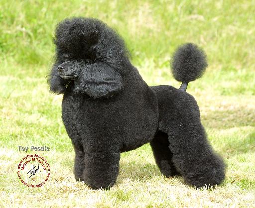 Poodle Toy 8T006D-08.JPG